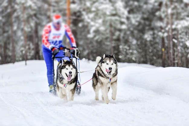 Corrida de cães de trenó husky siberiano