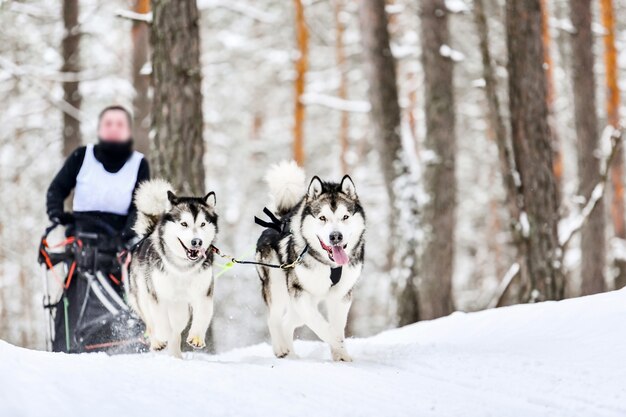 Corrida de cães de trenó husky siberiano