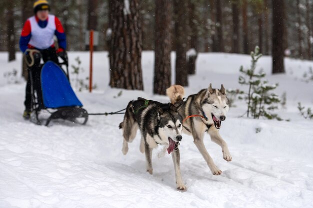 Corrida de cães de trenó no inverno