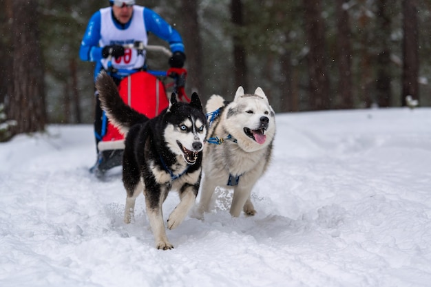 Corrida de cães de trenó no inverno