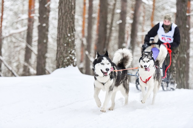 Corrida de cães de trenó no inverno