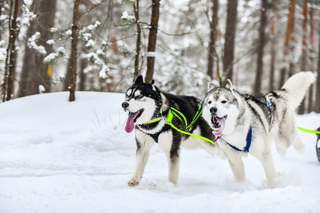 Corrida de cães de trenó no inverno