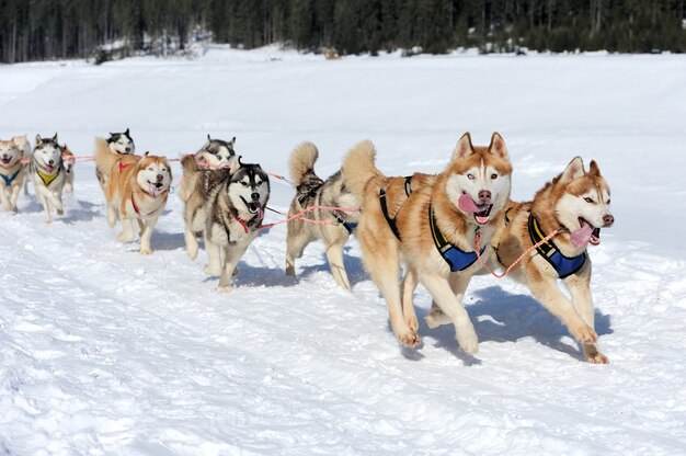 Corrida de cães husky de trenó no inverno na neve