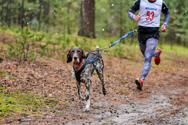 Corrida de trenós puxados por cães canicross. cão de trenó de ponteiro anexado ao corredor. competição de outono.