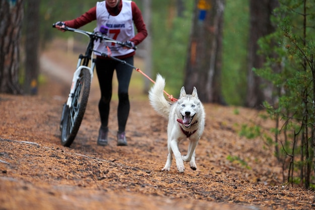 Corrida de trenós puxados por cães Canicross