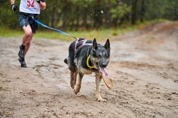 Corrida de trenós puxados por cães Canicross