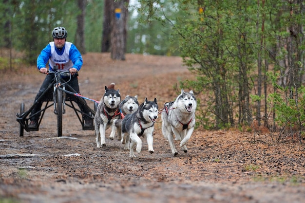 Corrida de trenós puxados por cães. Cão de trenó puxando o carrinho. Competição de outono mushing cross-country de sequeiro.