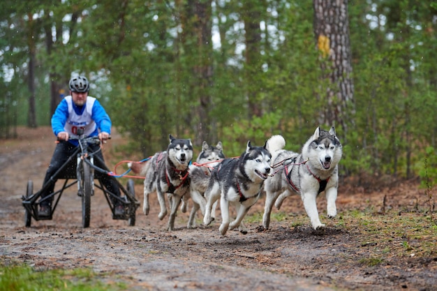 Corrida de trenós puxados por cães