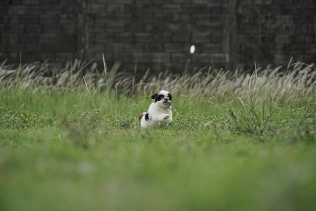 Corrida de um Shih Tzu