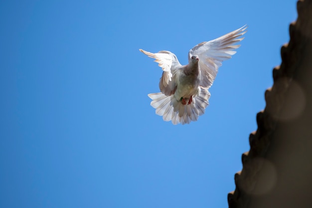 Foto corrida de velocidade pombo pássaro voando no meio do ar contra o céu azul claro