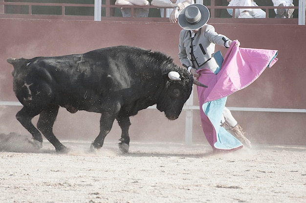 Foto corrida. foto de toro de lidia de españa. toro negro