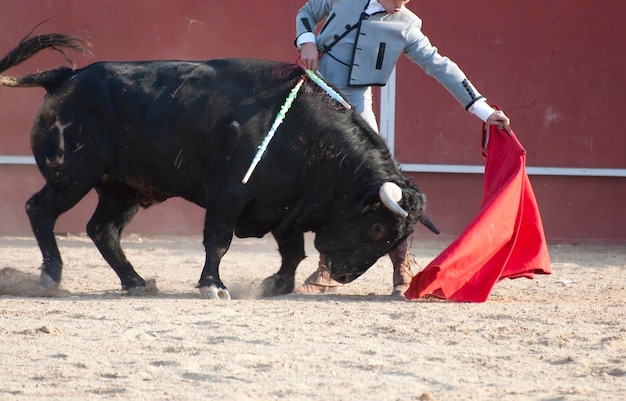 Foto corrida de toros fiesta tradicional española donde un matador peleando contra un toro