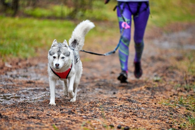 Corridas de cães Canicross na natureza