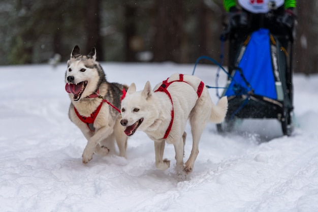 Corridas de cães de trenó. a equipe de cães de trenó ronca no chicote de fios corre e puxa o motorista do cão. competição de campeonato de esporte de inverno.