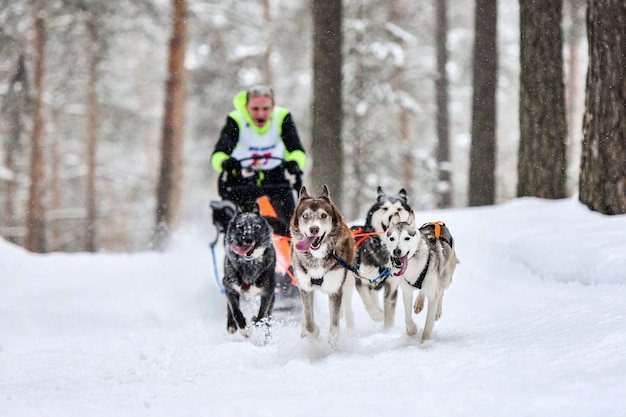 Corridas de cães de trenó. Cães de trenó Husky puxam um trenó com puxador de cães. Competição de inverno.