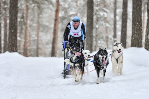 Corridas de cães de trenó. Cães de trenó Husky puxam um trenó com puxador de cães. Competição de inverno.