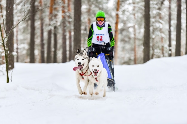 Corridas de cães de trenó. Cães de trenó Husky puxam um trenó com puxador de cães. Competição de inverno.