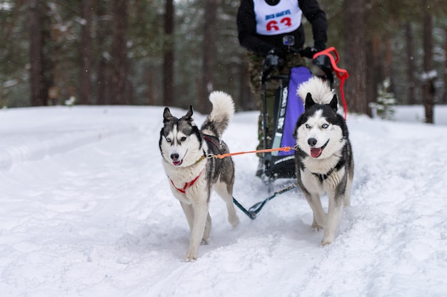 Corridas de cães de trenó. Cães de trenó Husky se unem em corrida de arreios e puxam o motorista do cão. Competição do campeonato de esporte de inverno.