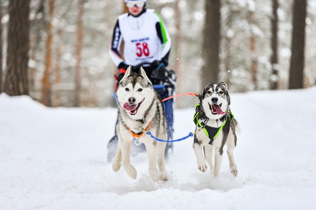 Corridas de cães de trenó de husky siberiano. Competição de inverno de mushing. Cães de trenó puxados por cães Husky puxam um trenó com condutor