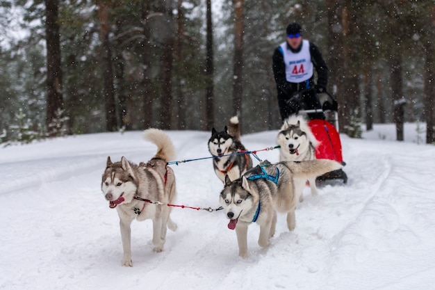 Corridas de cães de trenó. Equipe de cães de trenó Husky puxa um trenó com trenó puxado por cães. Competição de inverno.