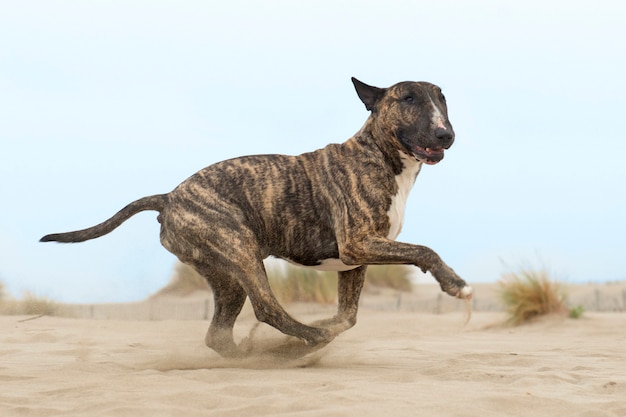 corriendo bull terrier