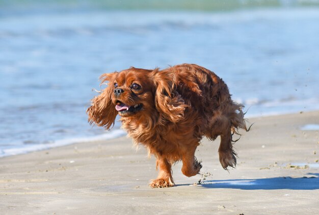 corriendo caballero rey charles