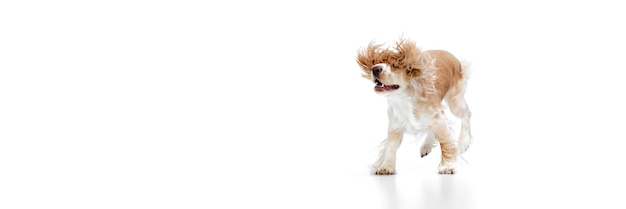 Corriendo orejas voladoras imagen de estudio de hermoso perro cocker spaniel inglés en movimiento contra blanco