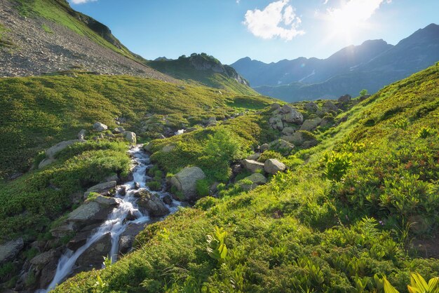 Corriente de agua en la montaña verde de verano