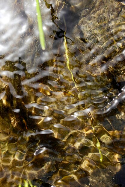 Corriente de agua superficial y algas