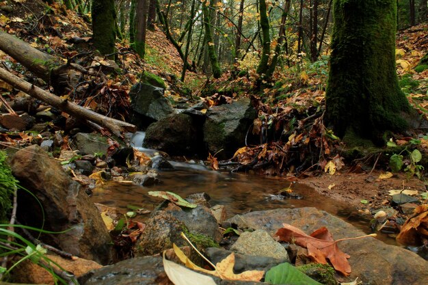 Foto corriente entre los árboles en el bosque