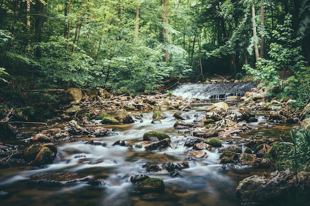 Corriente entre los árboles en el bosque