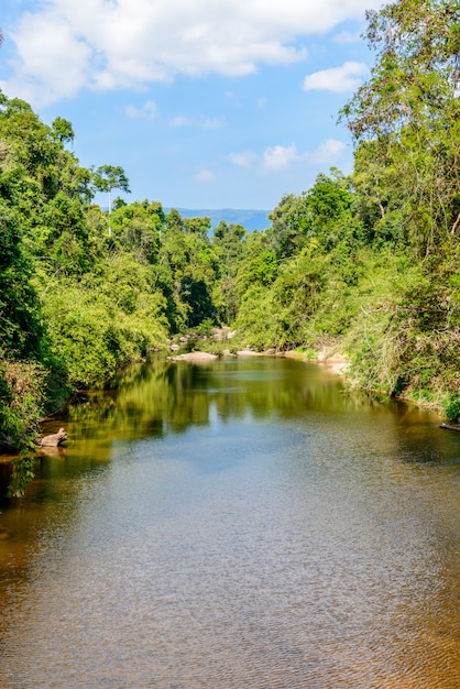 Corriente en el bosque verde