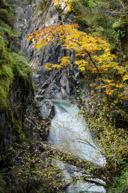 Foto corriente en el bosque