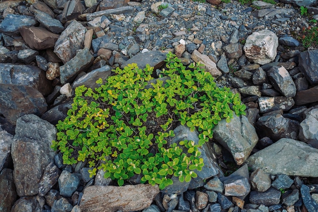 Corriente de canto rodado multicolor. Roca suelta de cerca. Plantas entre piedras esparcidas al azar.