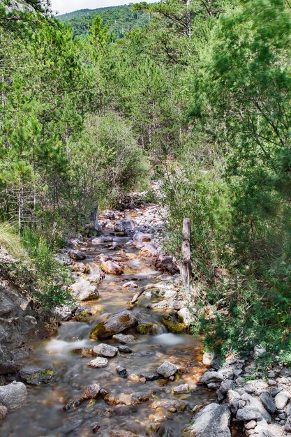 Corriente de montaña entre las rocas en el bosque de pinos de coníferas movimiento borroso del agua vista inferior del marco vertical