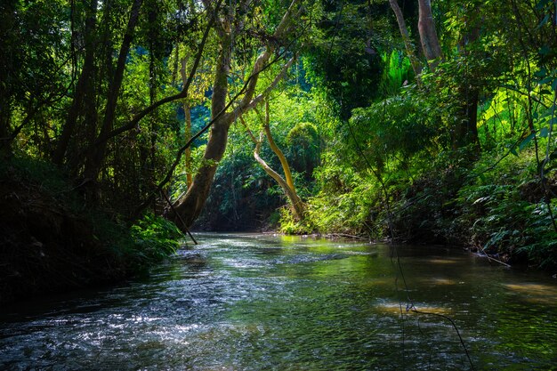 Corriente que fluye en el bosque