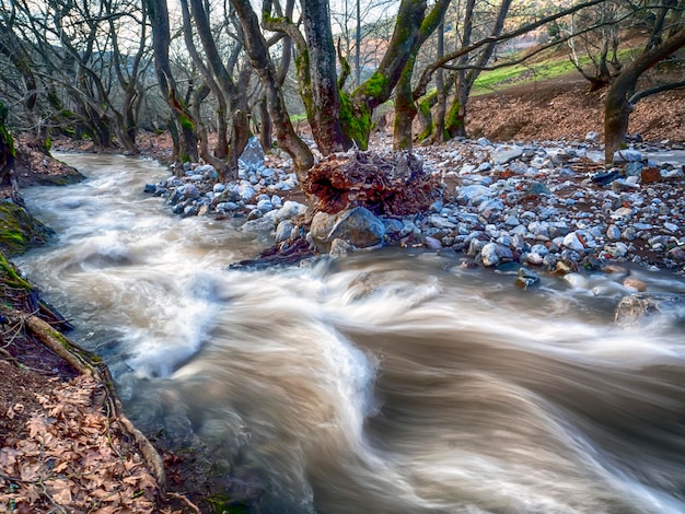 Corriente que fluye a través de las rocas en el bosque