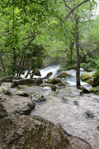 Foto corriente que fluye a través de las rocas en el bosque