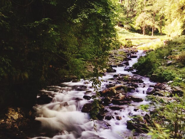 Foto corriente que fluye a través de las rocas en el bosque