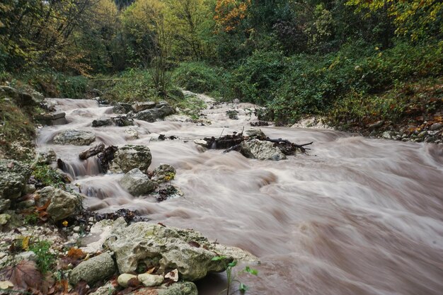 Foto corriente que fluye a través de las rocas en el bosque