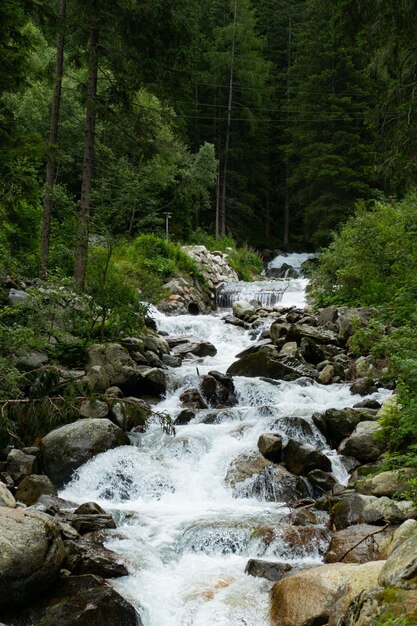 Corriente que fluye a través de las rocas en el bosque