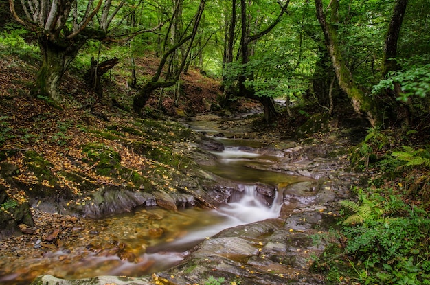 Foto corriente que fluye a través de las rocas en el bosque