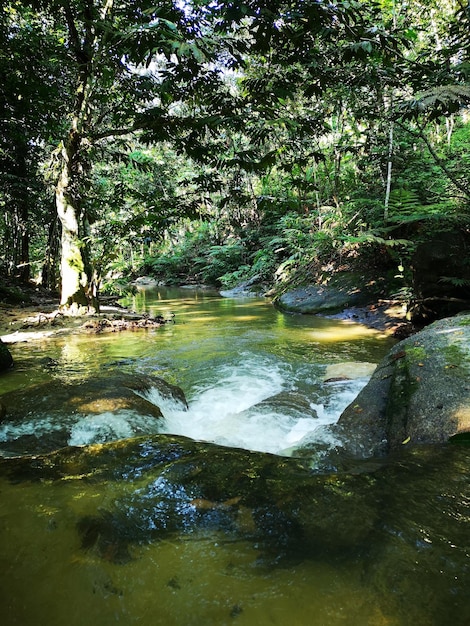 Foto corriente que fluye a través de las rocas en el bosque