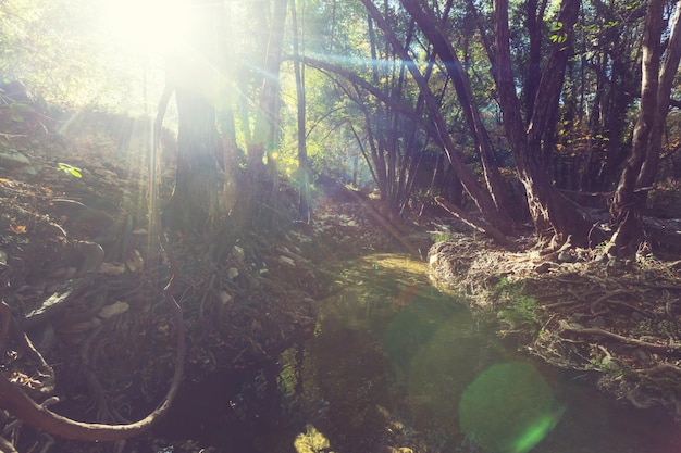 corriente rápida en el bosque