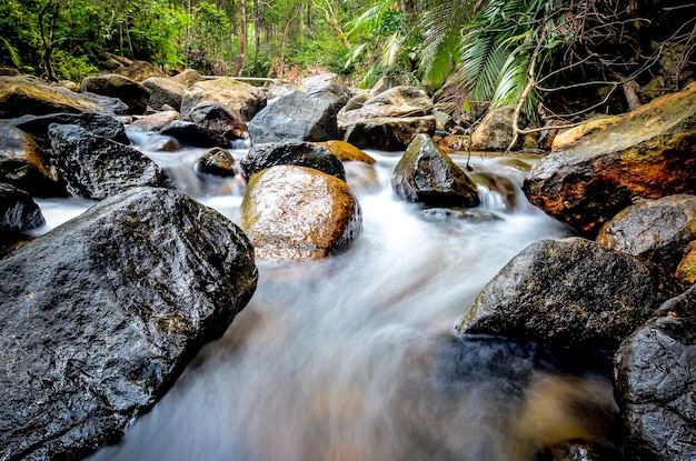 Corriente a través de las rocas en el bosque