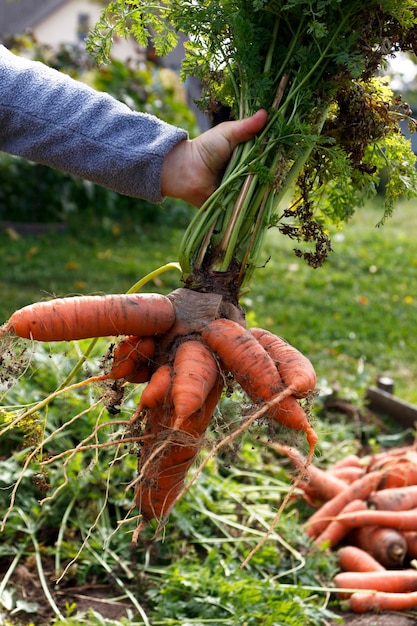 Corta y fea zanahoria en las manos de un niño contra el fondo de la naturaleza