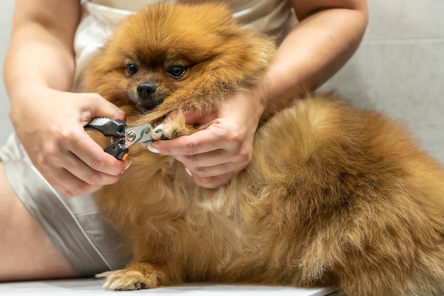 Corta las uñas de los perros en casa. Mujer cortando garras de pomerania spitz, perro infeliz.