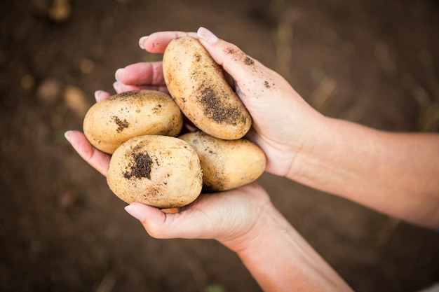 Cortada a imagem do jardineiro segurando batatas no jardim