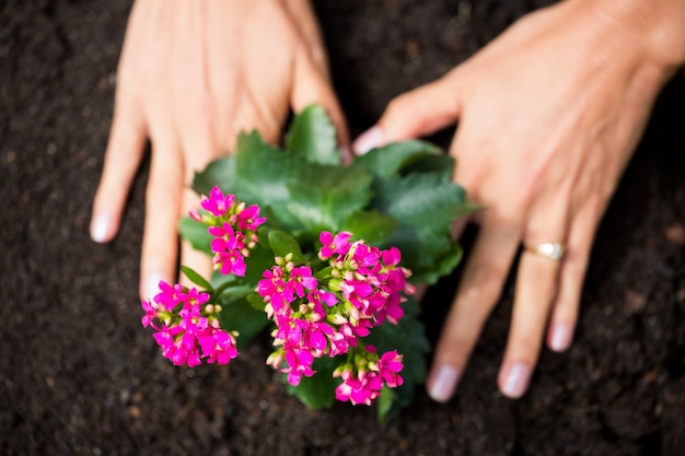 Cortadas as mãos da mulher plantando flores