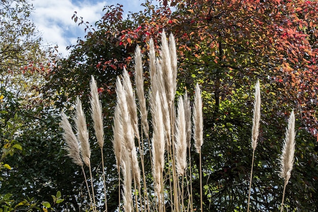 Cortaderia selloana comumente conhecida como grama de pampas em exibição
